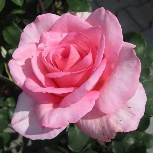 Trandafiri hibrizi Tea - Trandafiri - Sweet Parole® - 